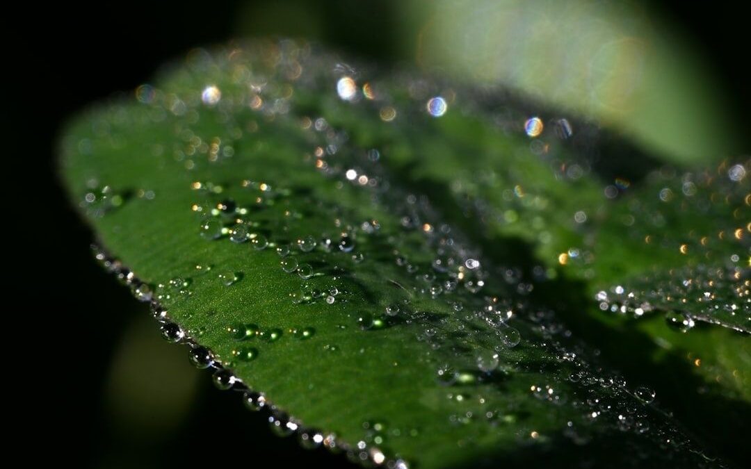 Macro-opname van dauwdruppels op een groen plantenblad