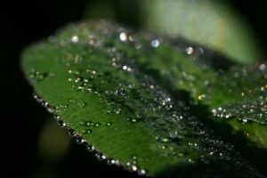 Macro-opname van dauwdruppels op een groen plantenblad