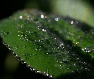 Macro-opname van dauwdruppels op een groen plantenblad