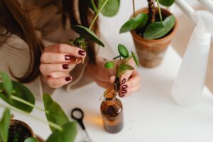 Handen houden gewortelde plantenstekken boven een glazen fles en pot