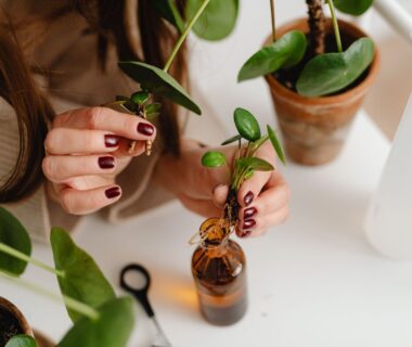 Handen houden gewortelde plantenstekken boven een glazen fles en pot