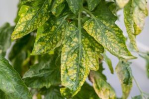 Gevlekt geel blad met duidelijk groene nerven van een kamerplant