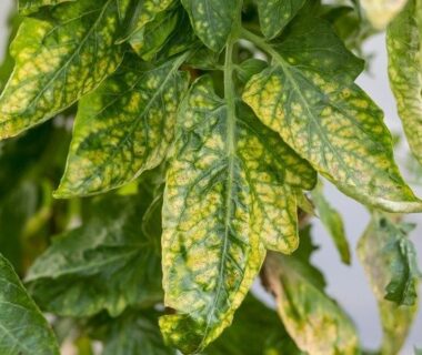 Gevlekt geel blad met duidelijk groene nerven van een kamerplant