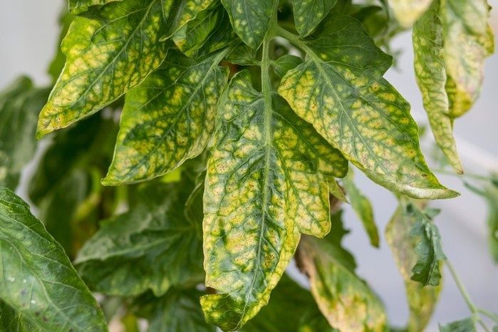 Gevlekt geel blad met duidelijk groene nerven van een kamerplant
