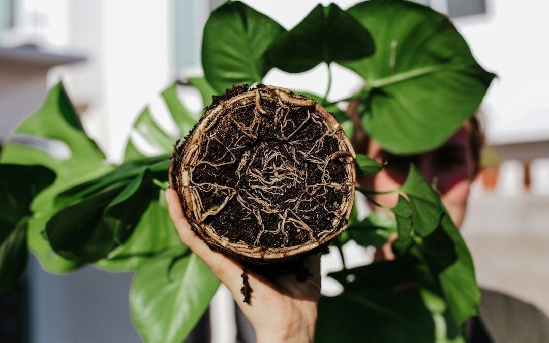 Plantkluit met dicht netwerk van zichtbare wortels in donkere potgrond