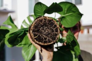 Plantkluit met dicht netwerk van zichtbare wortels in donkere potgrond