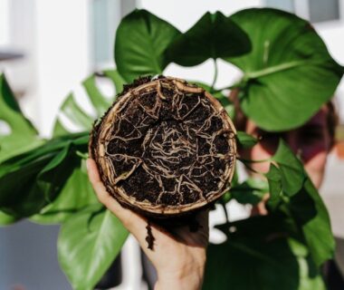 Plantkluit met dicht netwerk van zichtbare wortels in donkere potgrond