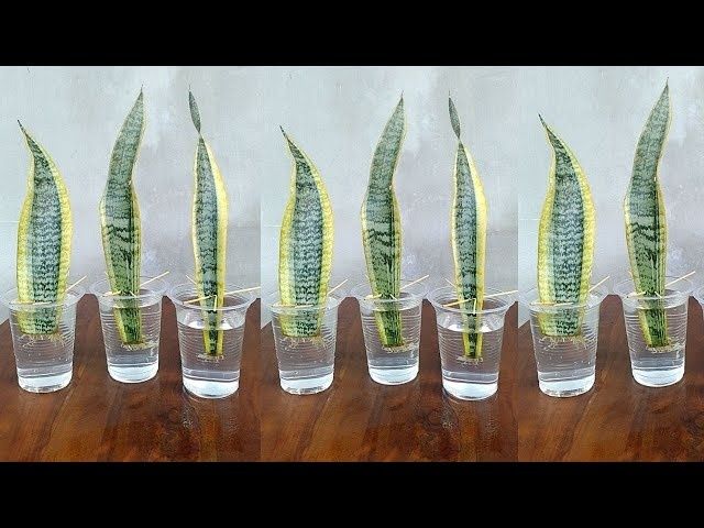 Sansevieria-bladeren staan in glazen water om wortels te vormen
